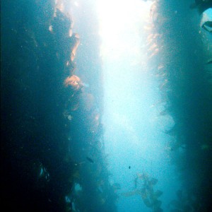 kelp2a