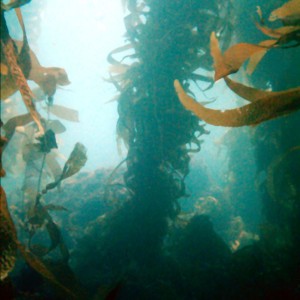 kelp3a