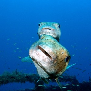 Porcupinefish on Scutti