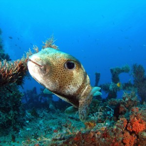 Porcupinefish on Scutti - 2