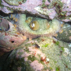octopus_hiding_in_the_rocks2