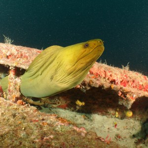 Eel On The Wreck Of The Mariner II Tug