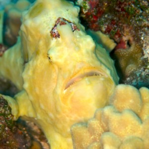 Commerson's Frogfish