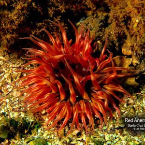 Red Anemone