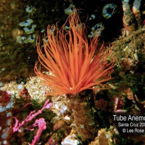Tub Anemone