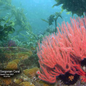 Red Gorgonian Coral