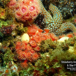 Strawberry Anemone