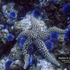 Starfish & Urchins