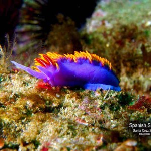 Spanish Shawl Nudibranch