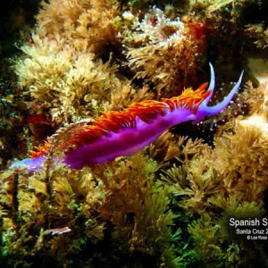 Spanish Shawl Nudibranch