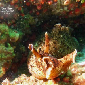 Sea Hare