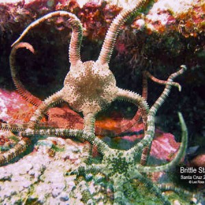 Brittle Star