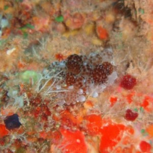 Unknown nudibranch