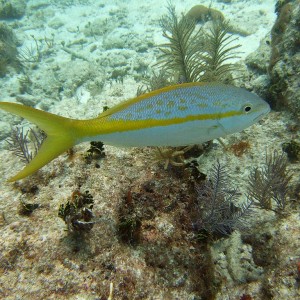 Yellow Tail Snapper