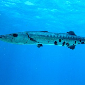 Barracuda