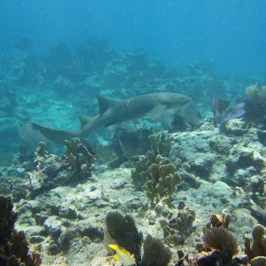 Nurse Shark