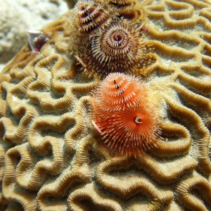 Brain Coral and Christmas Tree Worms