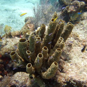 Tube Sponges