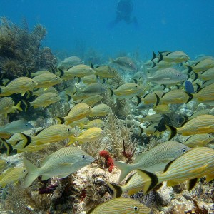 Blue Striped Grunts