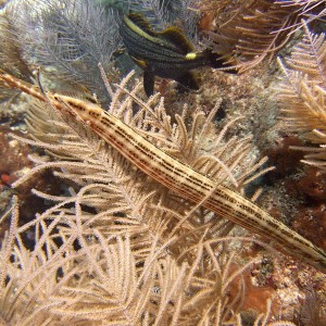 Trumpet Fish