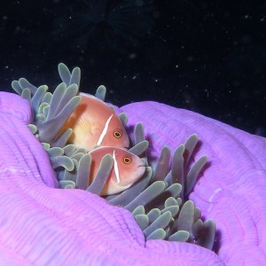 P6110015