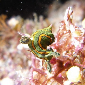 P6110042