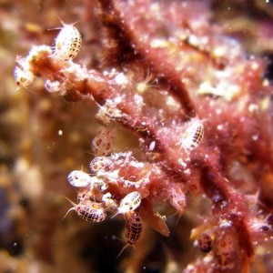 P6110052