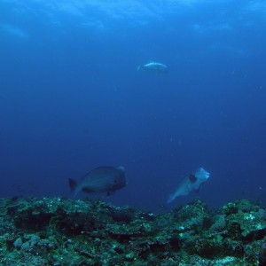 P6120029