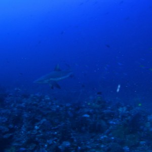 P6130047