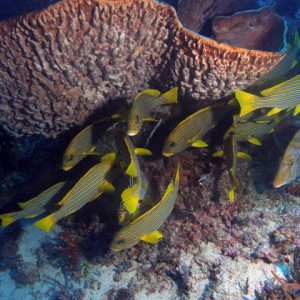 P6130088