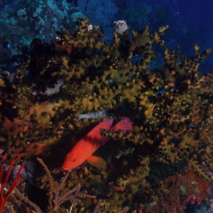 P6130093