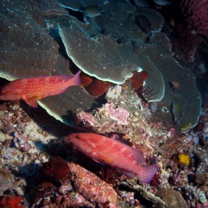 P6130103