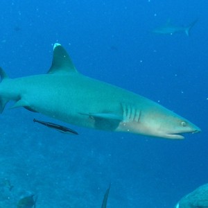 shark26