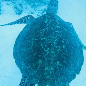turtle55