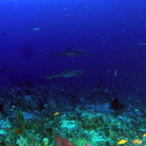 P61400071