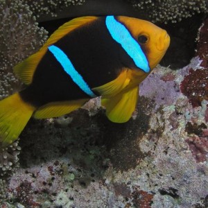 Anemone fish with eggs