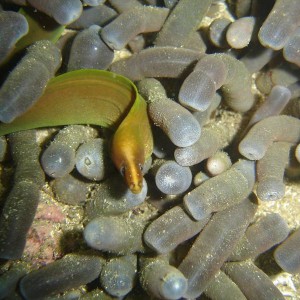 Tiny Baby green moray