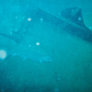 Rainbow Trout and Helldiver airplane