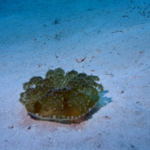 Upside-down_Jellyfish