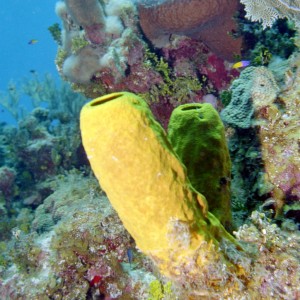 Yellow_Green_Tube_Sponge