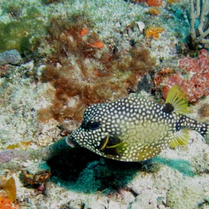 Trunkfish