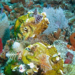 Christmas Tree Worms