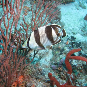 Banded Butterflyfish