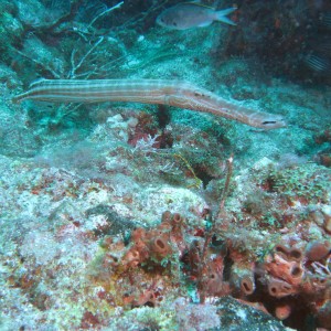 Trumpetfish