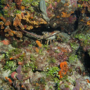 Spiny Lobster in the Coral