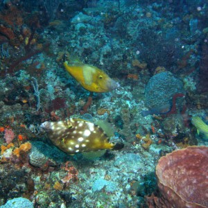 White-Spotted Filefish