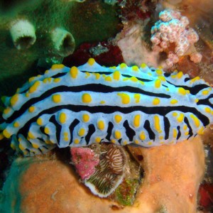 Phyllidia varicosa