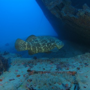 Goliath Grouper on Stern of the Doc De Mille