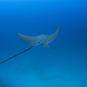 Spotted Eagle Ray On the Doc De Mille 2