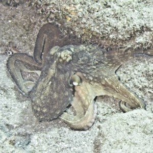 Octopus_11